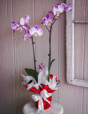 Phalaenopsis Orchid Plant